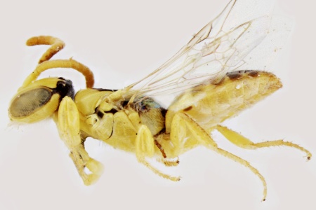 [Argohesma lukinsiana male (lateral/side view) thumbnail]